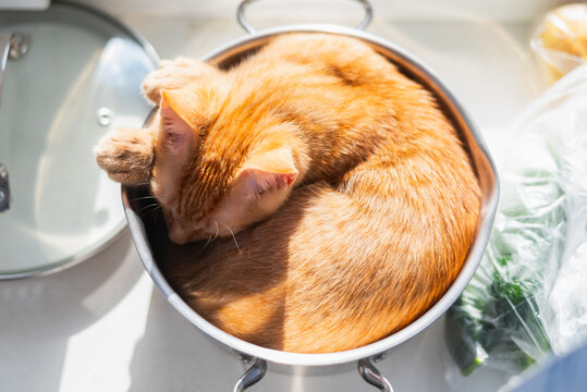 An orange cat is curled up snugly inside a metal pot placed on a kitchen countertop. Fresh vegetables can be seen beside the pot, indicating meal preparation is taking place