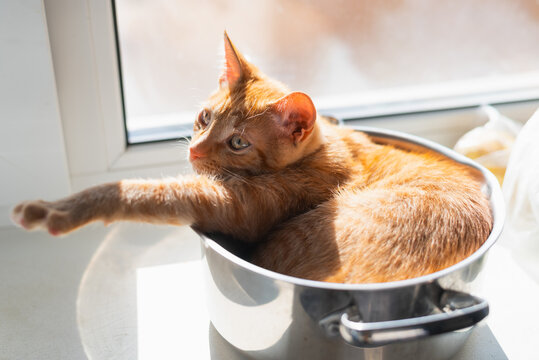 A cat lies in a metal pot placed on a table near a window. The sun shines in, creating a warm atmosphere as the cat stretches its body comfortably