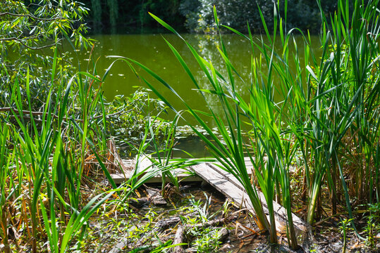 narrow wooden path leading to a calm water body. Tall green grass and lush plants frame the pathway, creating a natural environment