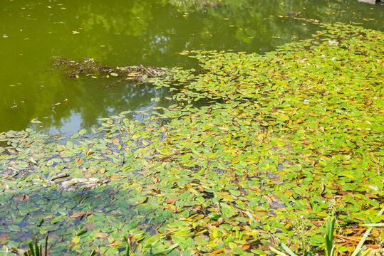 pond filled with green lily pads and scattered leaves on the water's surface. The environment is natural and untouched, creating a vibrant landscape