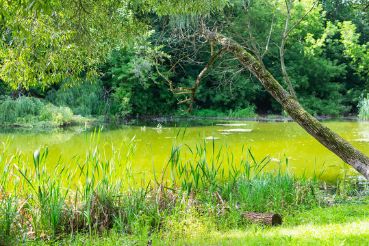 A green pond sits amidst tall grass and leafy trees. This natural setting captures the essence of outdoor serenity in a secluded area
