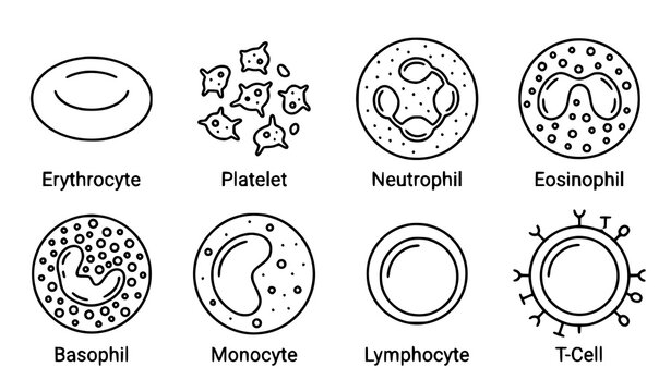 Blood cell types vector line art icon set with red white cells and platelets medical biology illustration
