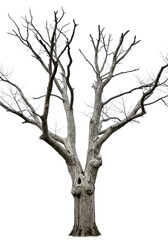Fototapeta premium photorealistic, stark, ancient leafless tree with rough light grey bark and skeletal gnarled branches, intensely detailed medium shot on transparent high-key background. concept of isolation and