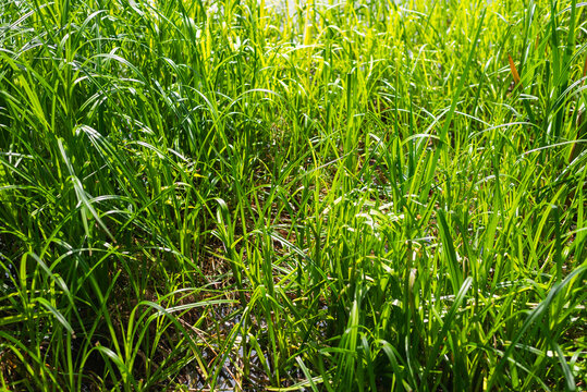Lush green grass stands tall in a natural area as sunlight filters through the leaves above.
