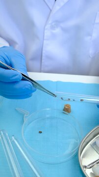 The tick laboratory is conducting an analysis. Selective focus.