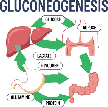 Gluconeogenesis Metabolic Pathway Medical Vector Illustration Showing Glucose Production from Lactate Glycogen Glutamine Protein and Adipose Tissue Educational Diagram