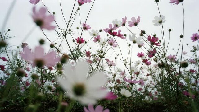 Pink and white cosmos flowers swaying gently in field for nature and spring content