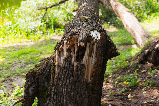 A large fallen tree lays on the ground with a broken trunk revealing exposed wood. Surrounding greenery indicates a dense forest area illuminated by sunlight