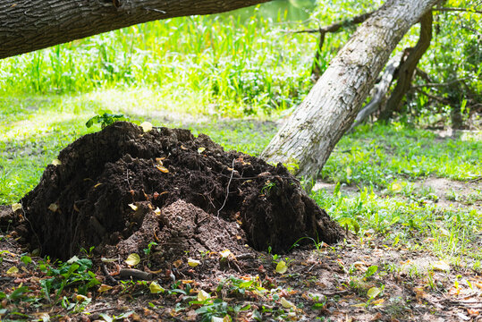 A mound of dark soil is positioned next to a fallen tree in a green outdoor setting. Sunlight filters through surrounding foliage, highlighting the textures of the earth and the fallen wood