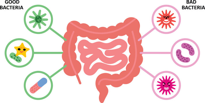 Gut Microbiome Medical Vector Illustration Comparing Beneficial and Harmful Intestinal Bacteria with Human Colon Digestive System Healthcare Educational Diagram