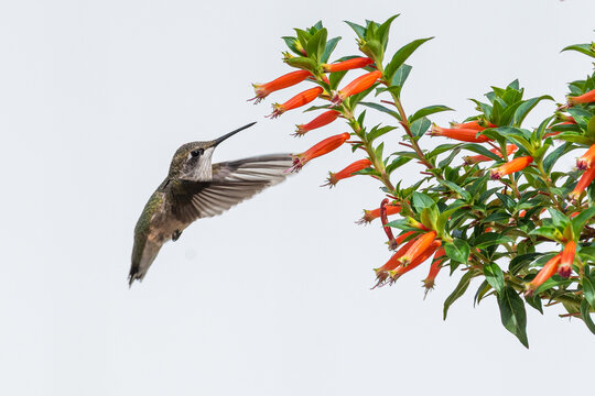 Ruby throated hummingbird flying next to orange vermillionaire cuphea plant with white background