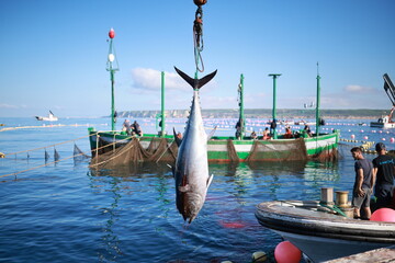 Obraz premium Almadraba bluefin tuna fishing in barbate