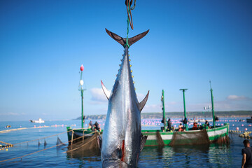 Almadraba tuna fishing catching at cadiz barbate © Tororio Stock