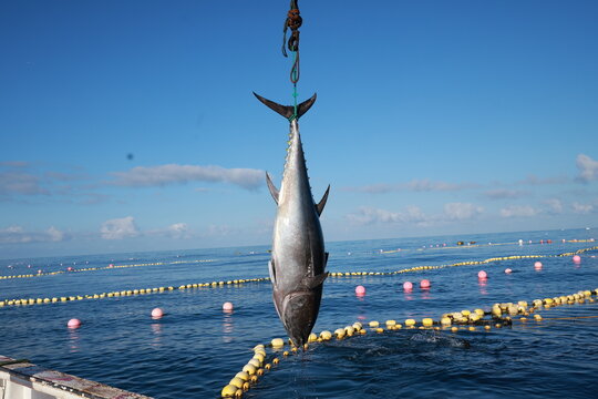 Almadraba fishing lifting bluefin tuna from water