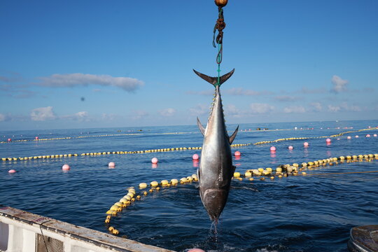 Almadraba tuna fishing catching large bluefin