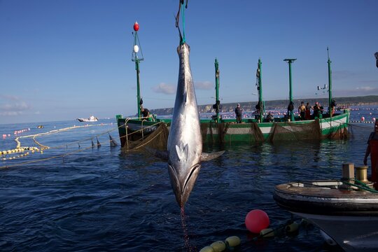 Almadraba fishing crew hoisting large bluefin tuna