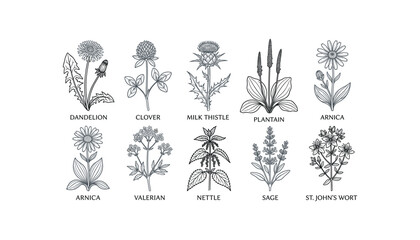 Medicinal herbs hand drawn botanical vector set with dandelion clover milk thistle plantain arnica valerian sage © Ruma