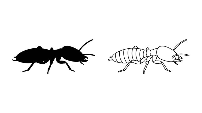 Ant Silhouette And Outline Drawing On White Background