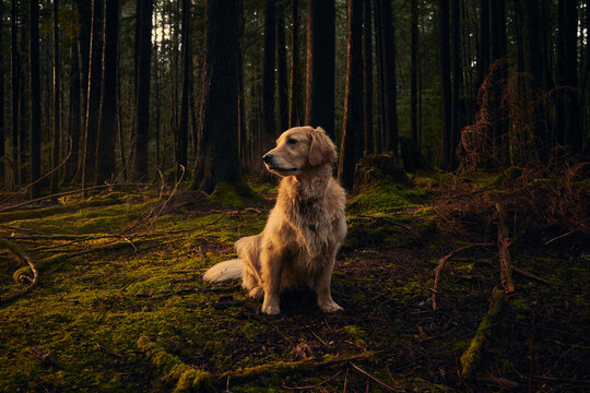 Dogs sit in forest in a beam of evening light