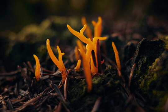 Bright orange fungi grow on forest floor in autumn season