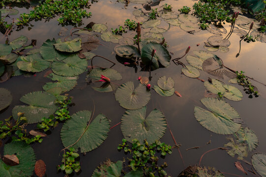 Water lily on a wetland pong in Ninh Binh, Vietnam 