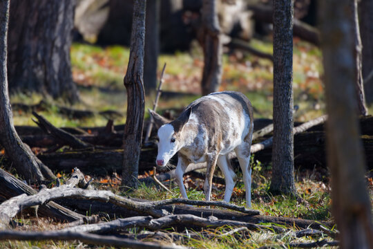 The piebald deer, is also known as leucism.  