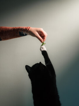 Cat Reaches for Treat Held by Hand in Indoor Setting
