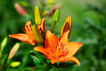 Obraz premium Bright orange lily flowers with several unopened buds, illuminated by warm sunlight.