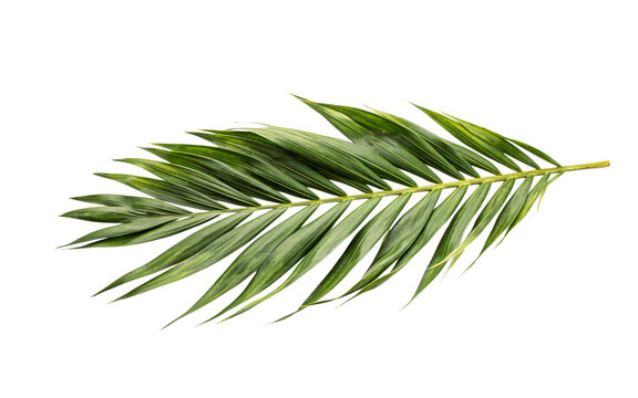 Green palm frond leaf isolated on white background isolated on a transparent background