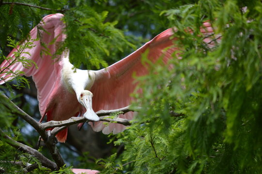Roseate Spoonbill (Platalea ajaja) perched on cypress branch with wings spread.