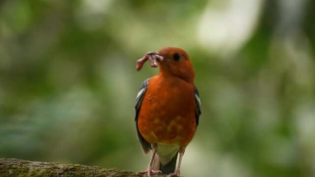 Orange-headed thrush with earthworms in its mouth