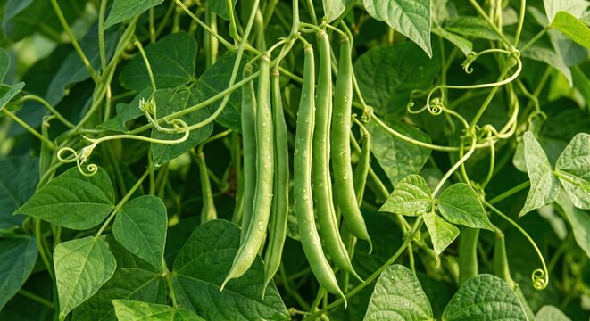 Close-up of fresh green bean pods hanging from a leafy vine in a garden, showing vibrant green foliage, curling tendrils, and dew droplets on the smooth vegetable skins