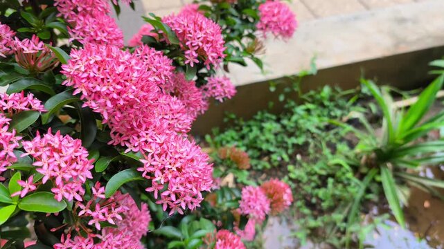 Pink Jungle Geranium Flower Clusters Blooming in Fresh Outdoor Garden. Flame of the Woods, West Indian Jasmine, Santan, Asoka. Nature video 4k 60fps