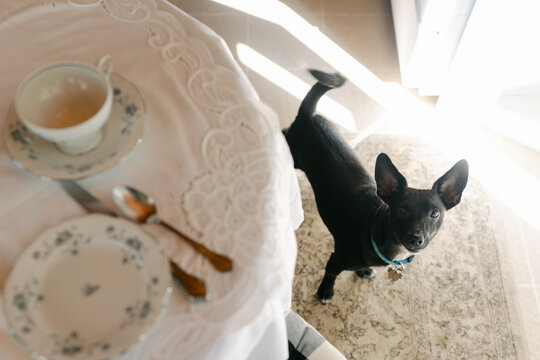 cute dog with big ears looking at tea being served