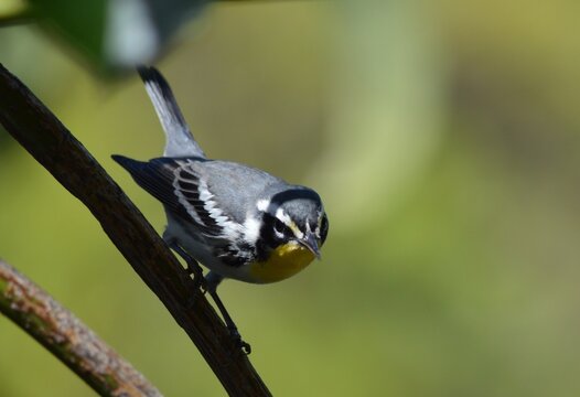 Magnolia Warbler (Setophaga magnolia) perched on branch.