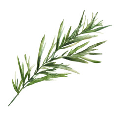 Fototapeta premium Mondo Grass Branch, illustration watercolor with dynamic strokes and balanced color harmony, isolated on a white background.