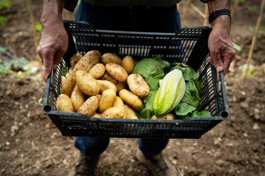Farmer holding basket of freshly harvested organic vegetables