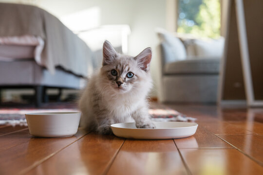 Candid kitten with blue eyes by food bowls on wooden floor
