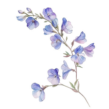 watercolor of Larkspur Branch, vector clipart, isolated on a white background.
