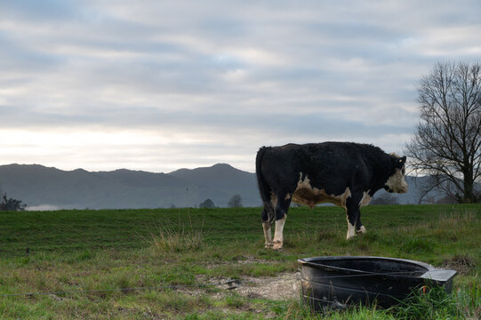 Steer on Flood Control Embankment