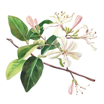 Honeysuckle Branch, watercolor with intricate brush textures and gentle highlights, isolated on a white background.