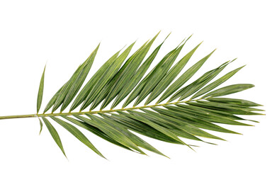 Single palm frond on white background isolated on a transparent background © PNG Studio 99