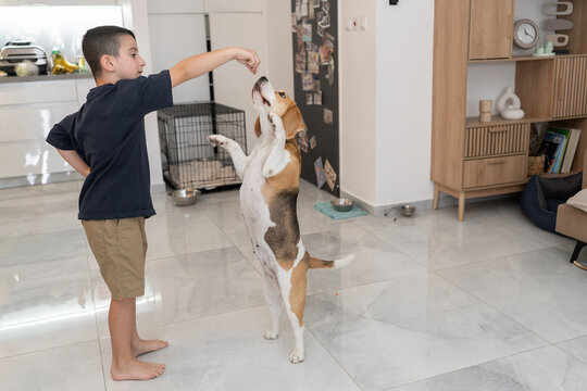 Boy Plays With Beagle in Home While Giving It a Treat