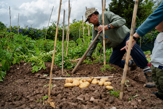 Grandfather teaching child harvesting fresh organic potatoes
