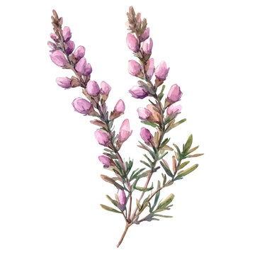 Heather Branch, refined watercolor illustration with luminous tones and soft layered brushwork, isolated on a white background.