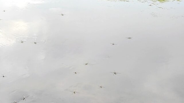  Water striders on the surface of a calm river, small aquatic insects in their natural habitat, nature wildlife.