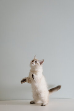 Playful fluffy kitten standing on hind legs looking up