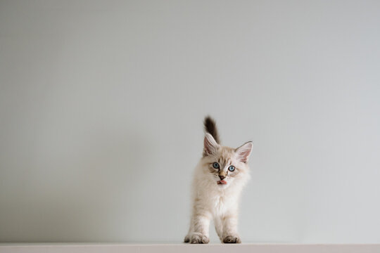 Fluffy blue-eyed kitten standing on ledge with curious expressio