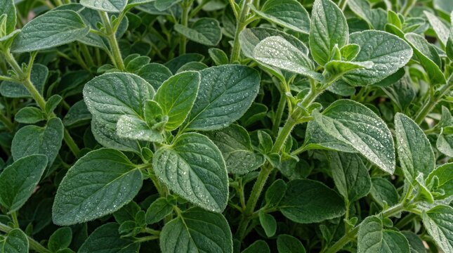 Close-up view of lush green oregano leaves, dense foliage of aromatic herb plants with visible veins and soft texture, organic garden growth, vibrant culinary herb background, in natural light