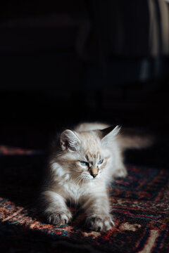 Fluffy kitten with blue eyes resting on a patterned rug